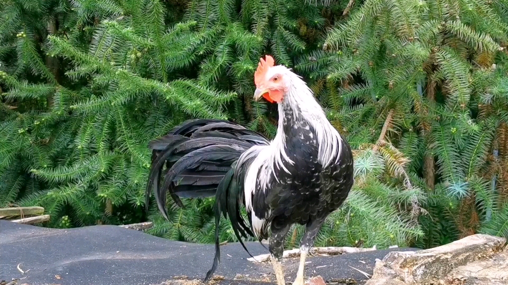 平时鬼影都不见一到喂鸡时刻就冒出来的长尾巴鸡