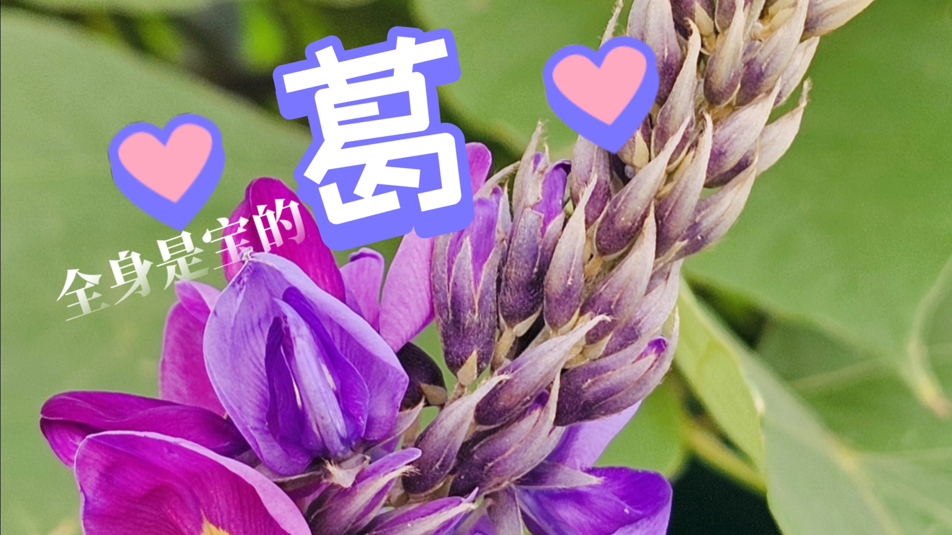 葛根好吃,葛花也漂亮.哔哩哔哩bilibili