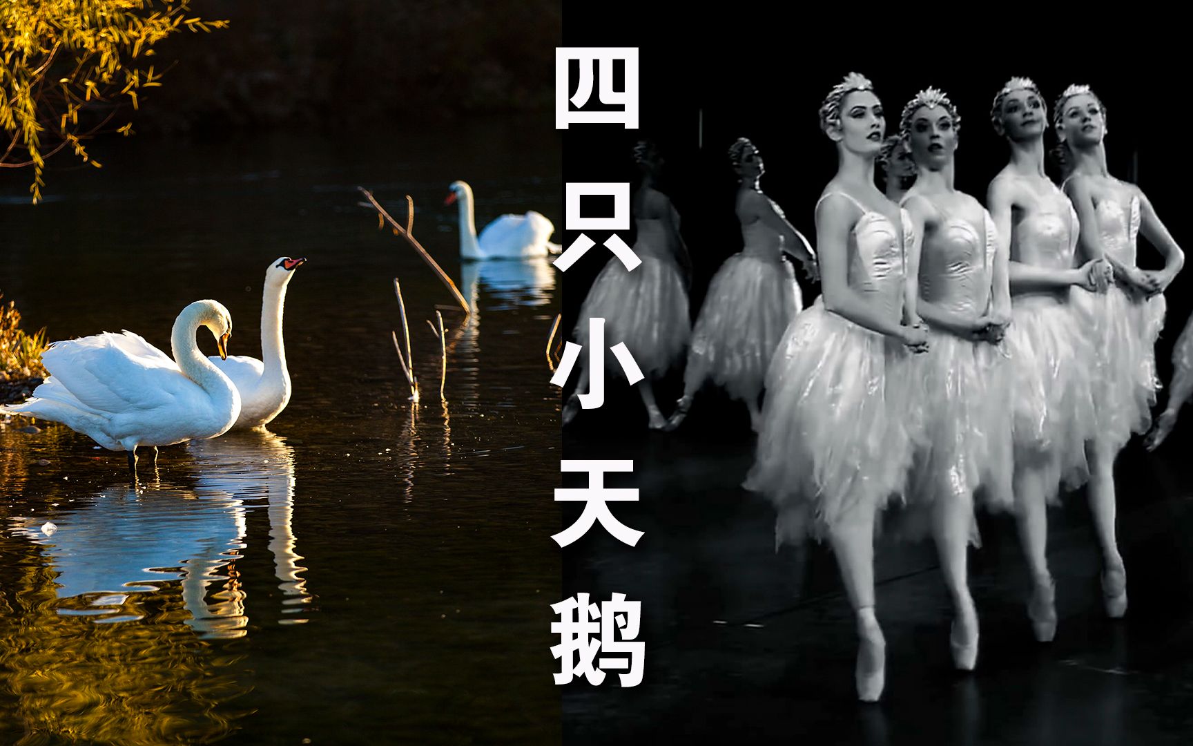 柴可夫斯基《四只小天鹅》,最受人们喜爱的经典芭蕾舞曲