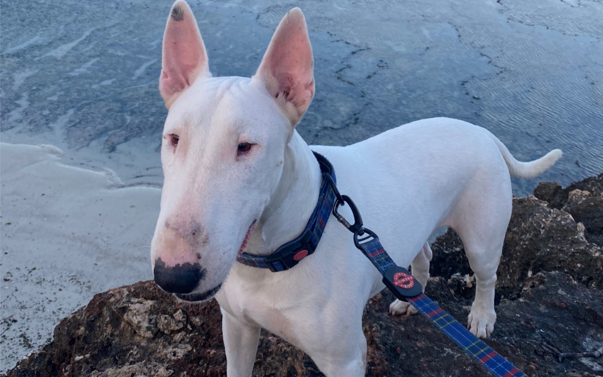 cheese是一只快五岁的狗狗,牛头梗品种的孙红雷!