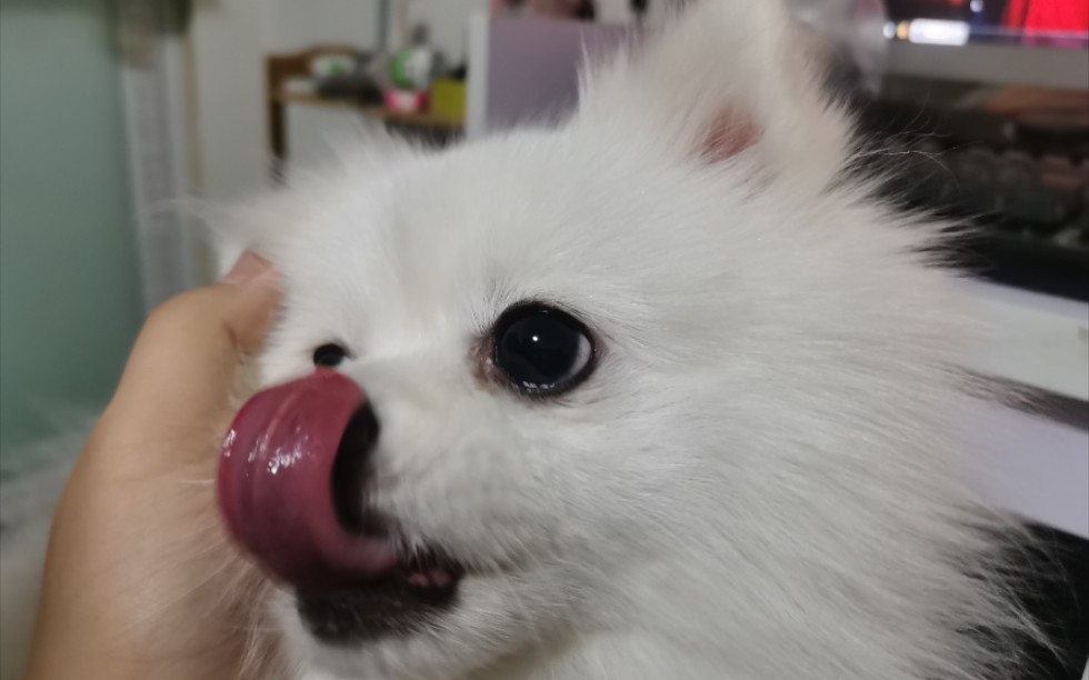 给玩耳朵的小狗真的好治愈