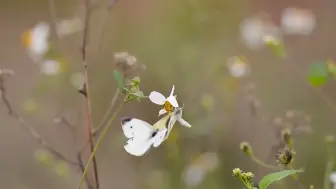 Download Video: a683 蝴蝶飞舞鲜花盛开春天春意盎然鸟语花香园大自然景色空镜头大屏幕舞台LED背景视频素材