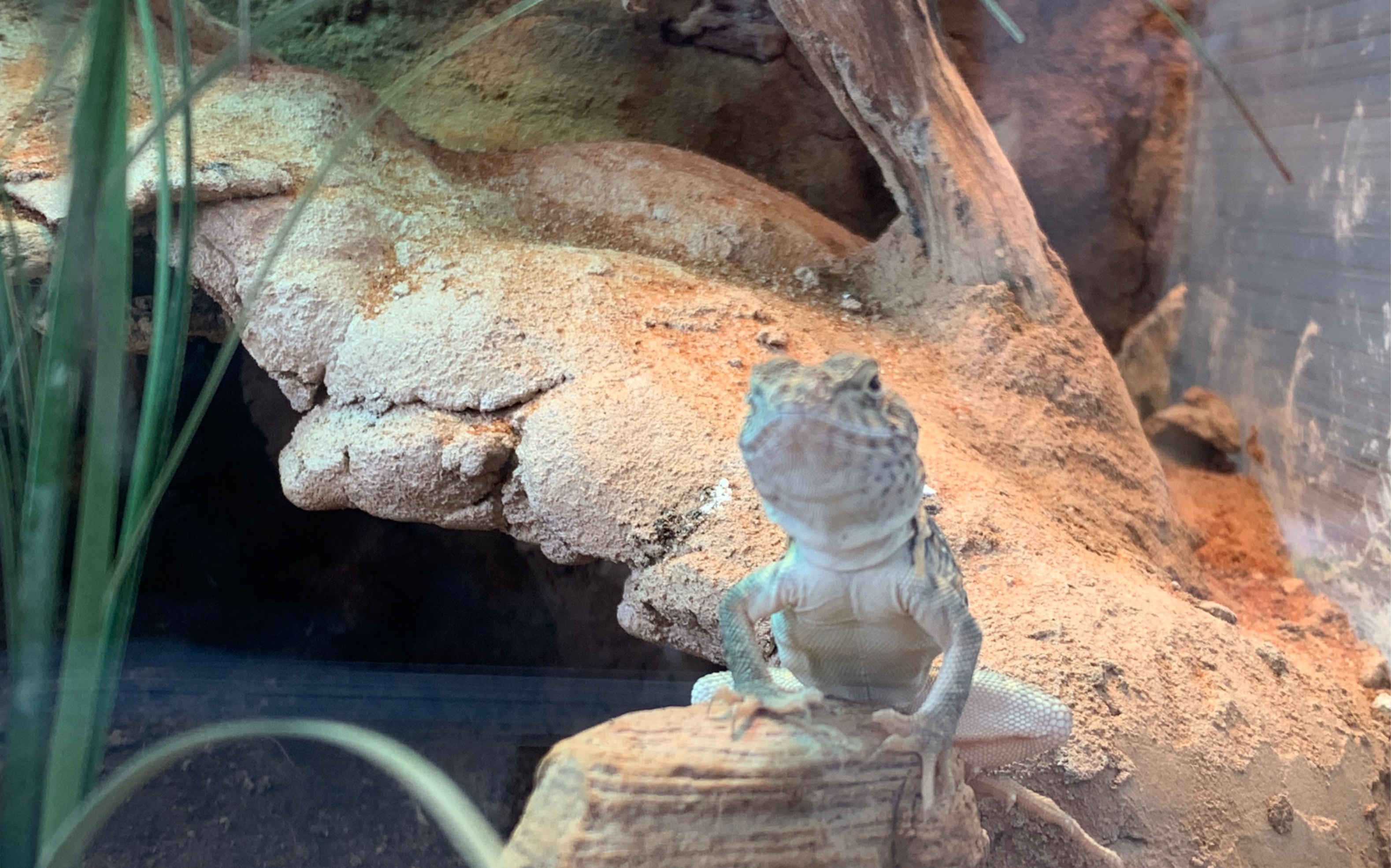 【威奇托山环颈蜥】小肥龙开饭啦