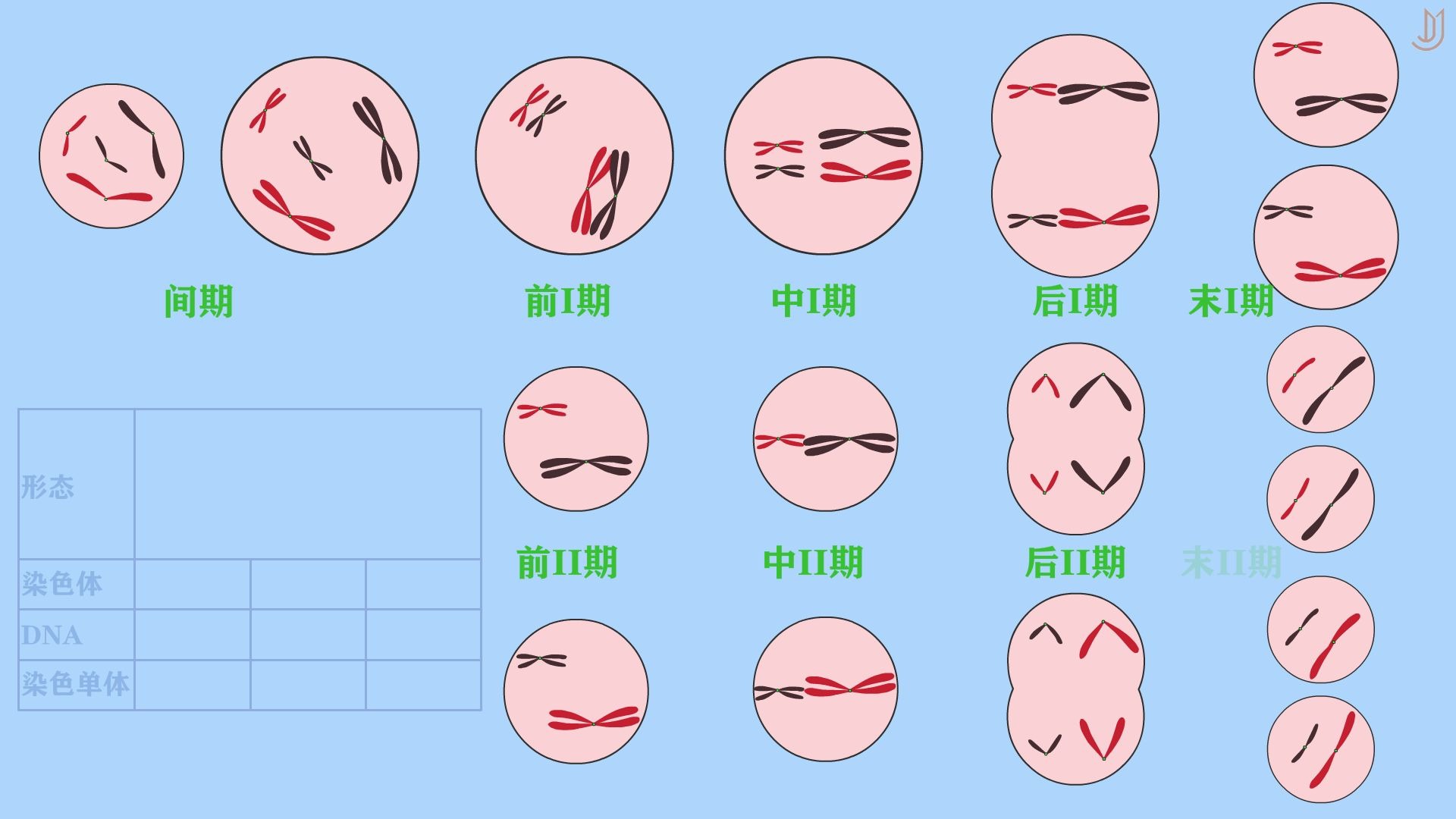 减数分裂时期(截屏版)_哔哩哔哩 (゜-゜)つロ 干杯~-bilibili