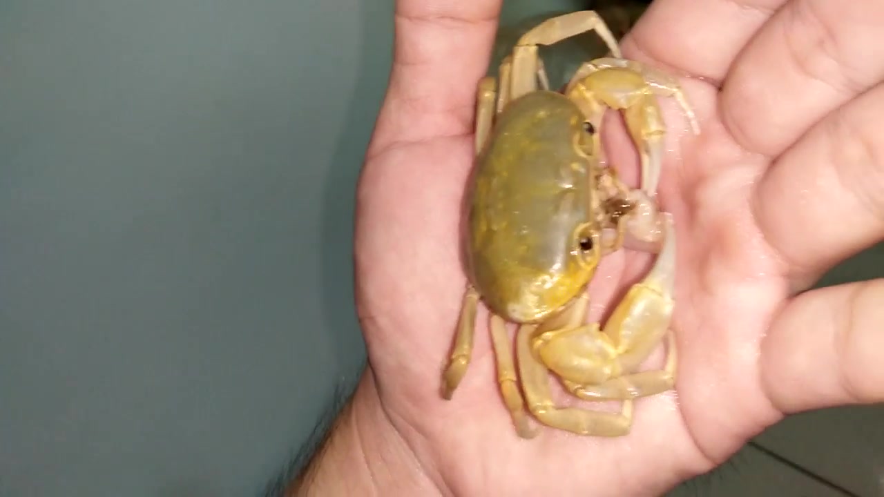 【youtube】在手上食用蛤蜊肉的黄金蟹(黄灰泽蟹)_哔哩哔哩_bilibili