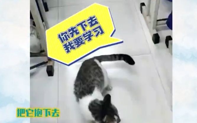 [图]被猫咪选中的孩子，闯入教室跳到男孩怀里，终于遇到心软的神