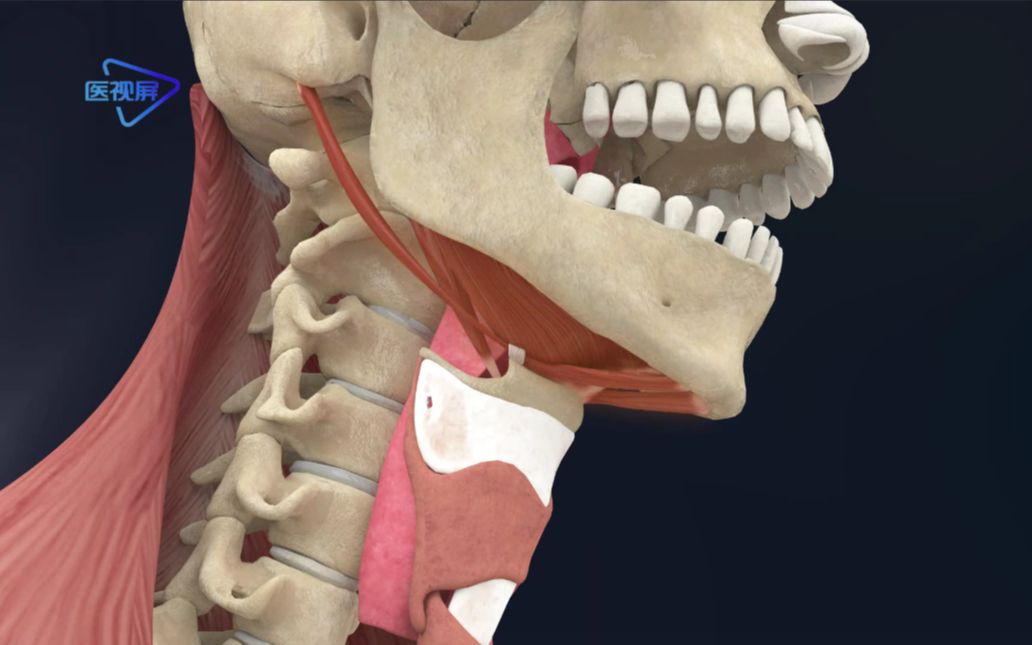 【运动解剖】:使你张口的肌肉都有哪些?