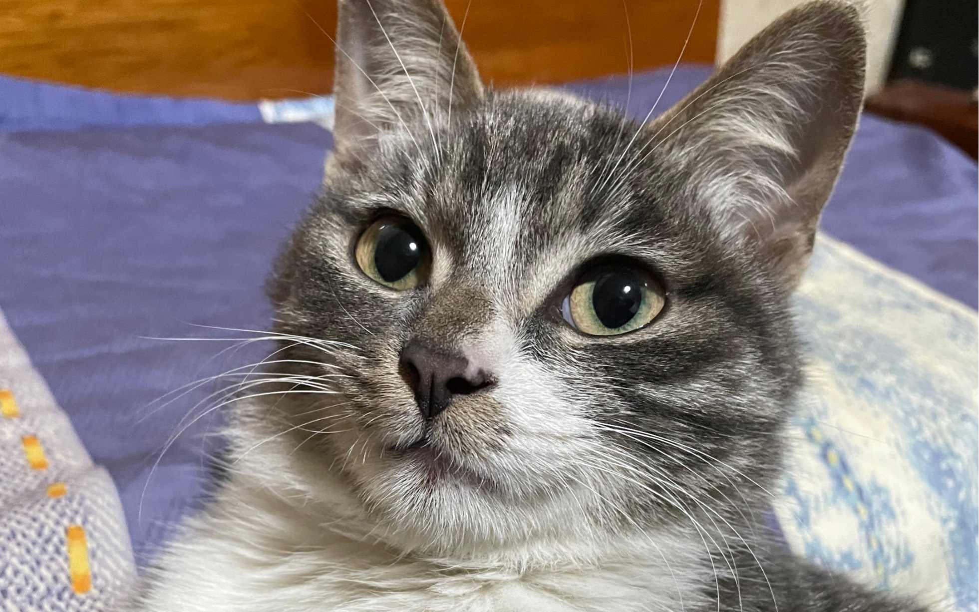 狸花猫 灰猪 横屏视频集 1
