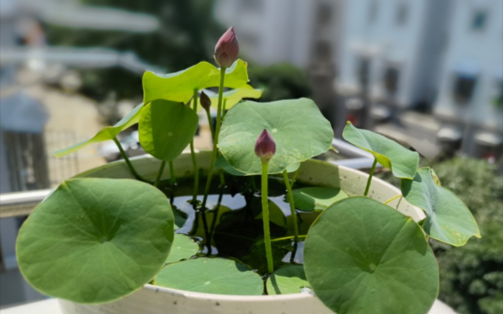 活动  碗莲|浅炫一下花苞