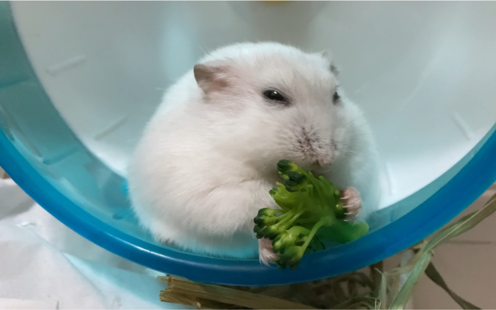 仓鼠银狐养成金丝熊屁屁第一次吃花椰菜