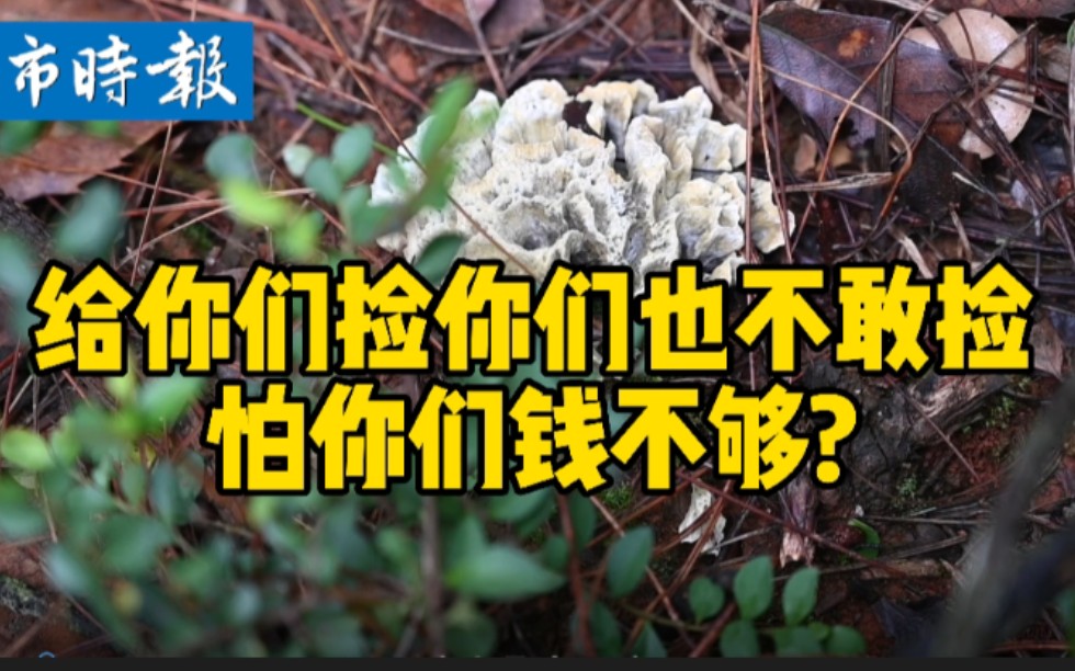 千元一公斤的干巴菌值吗 【高质量野生菌大赏第三话】哔哩哔哩bilibili