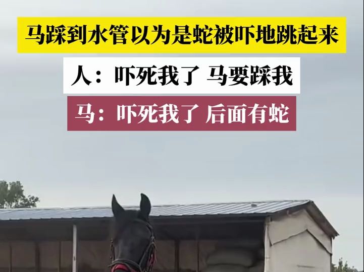 马踩到水管以为是蛇被吓地跳起来,人:吓死我了,马要踩我,马:吓死我了,后面有蛇# 马哔哩哔哩bilibili