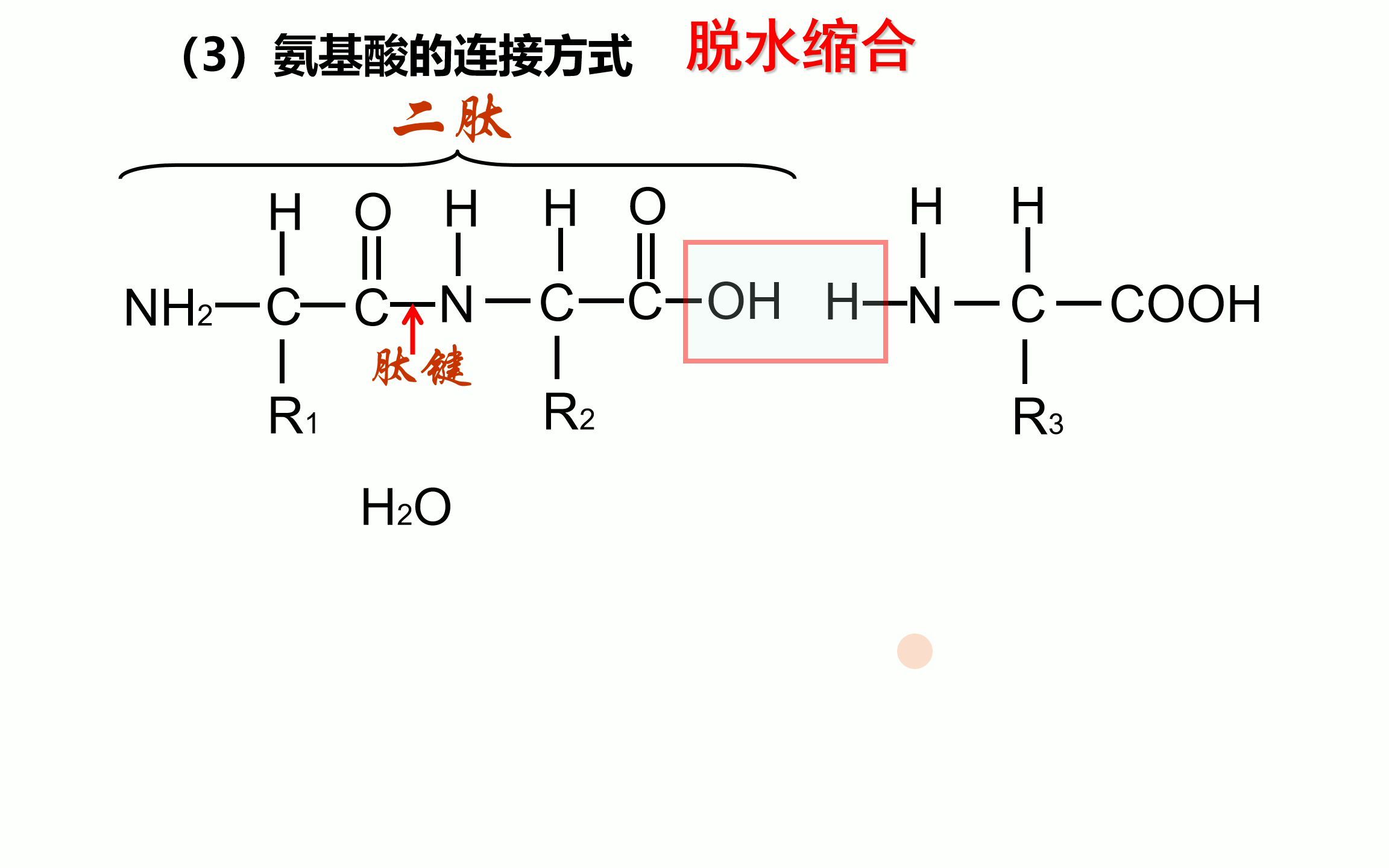 氨基酸脱水缩合过程图图片