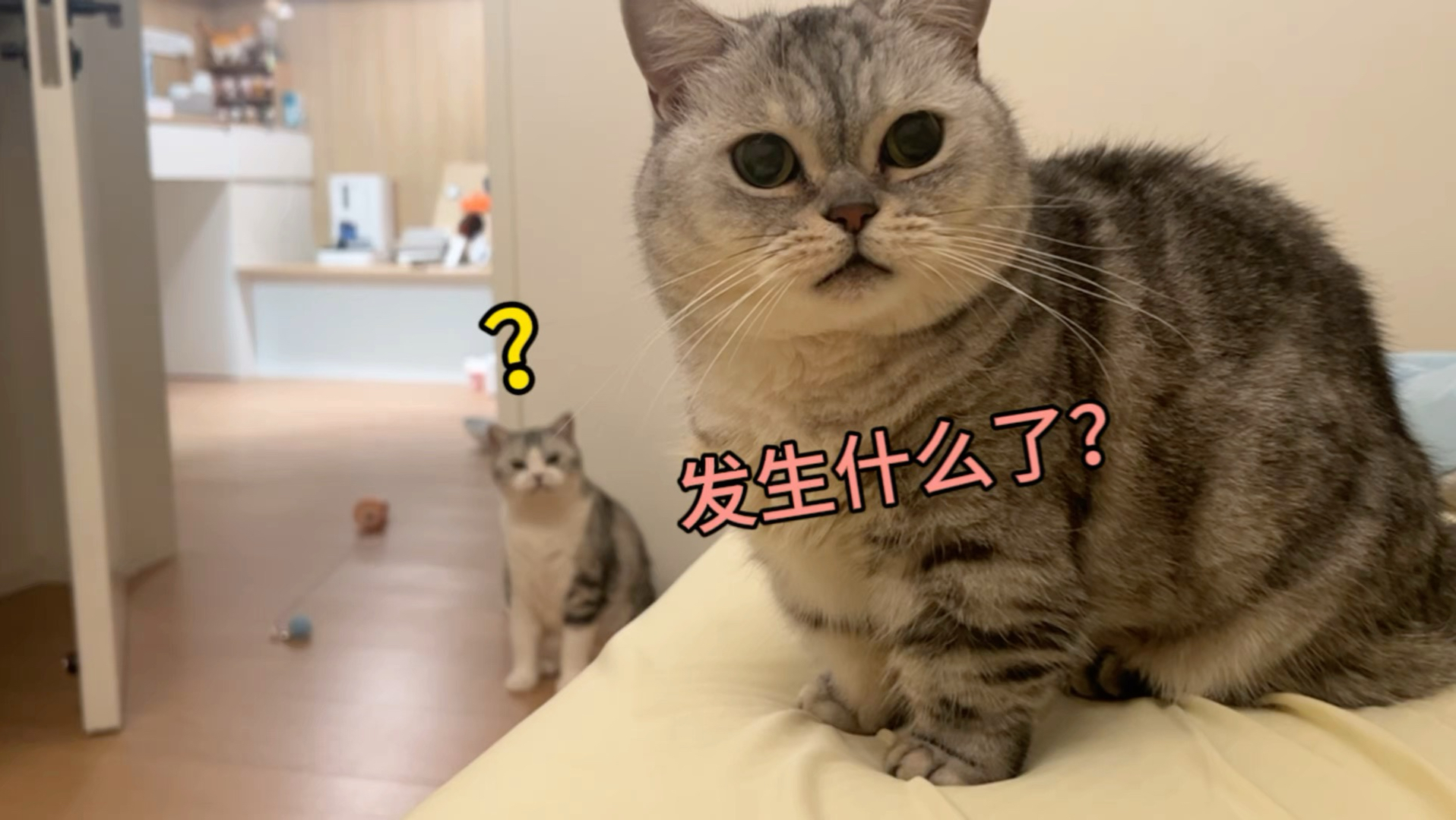 同伴去世后，猫会有什么反应？