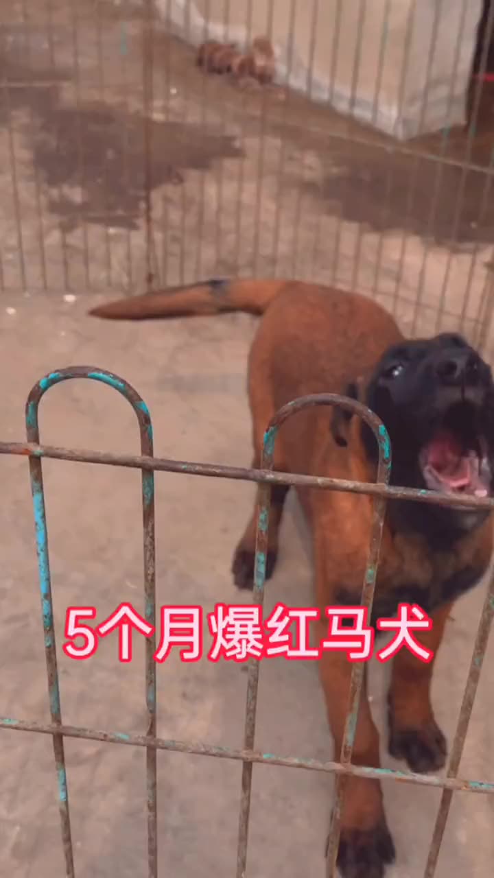 5个月爆红马犬#马犬 #马犬幼犬 #萌宠哔哩哔哩bilibili