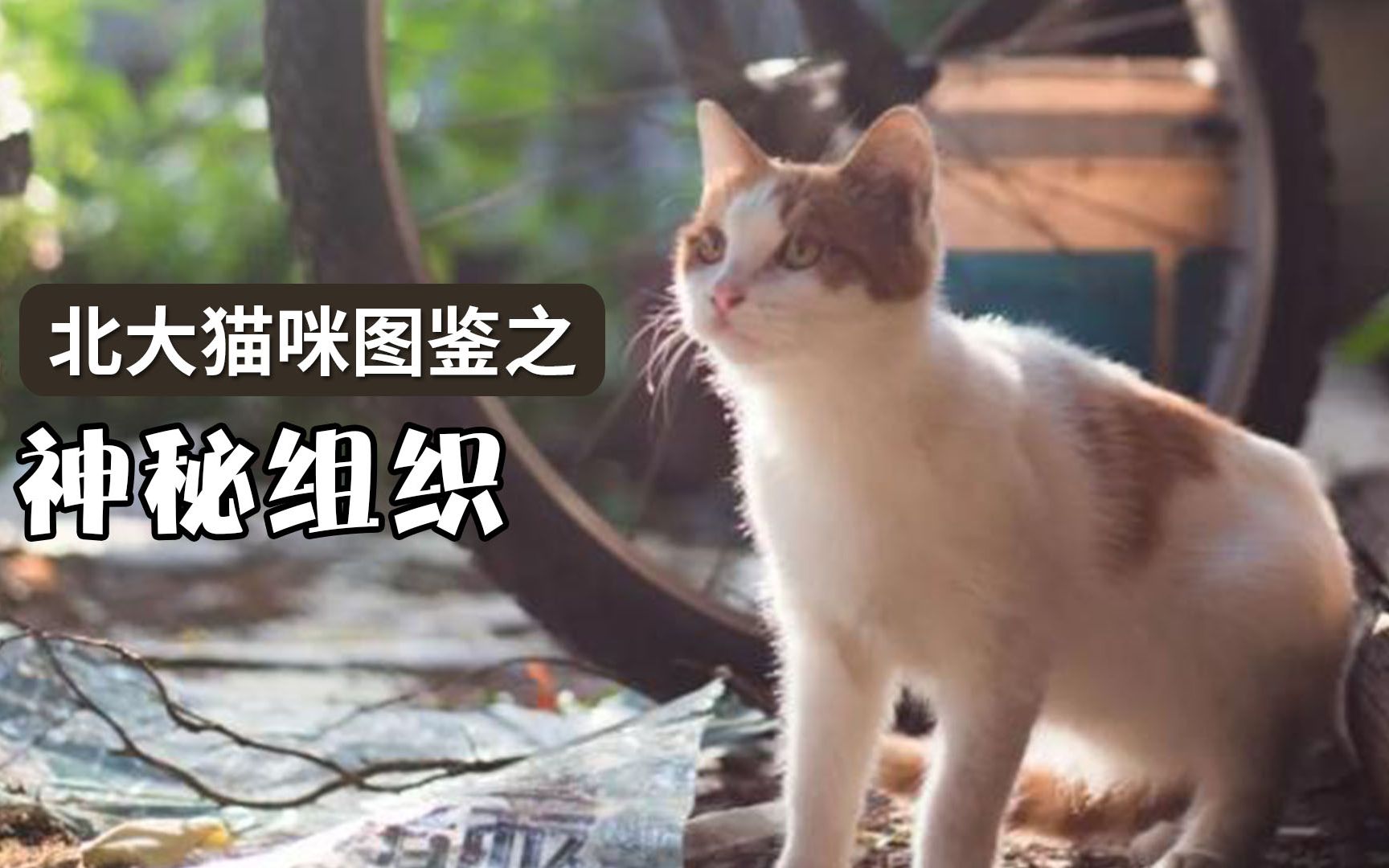 北大猫咪里有一个神秘组织 你知道是谁吗?哔哩哔哩bilibili