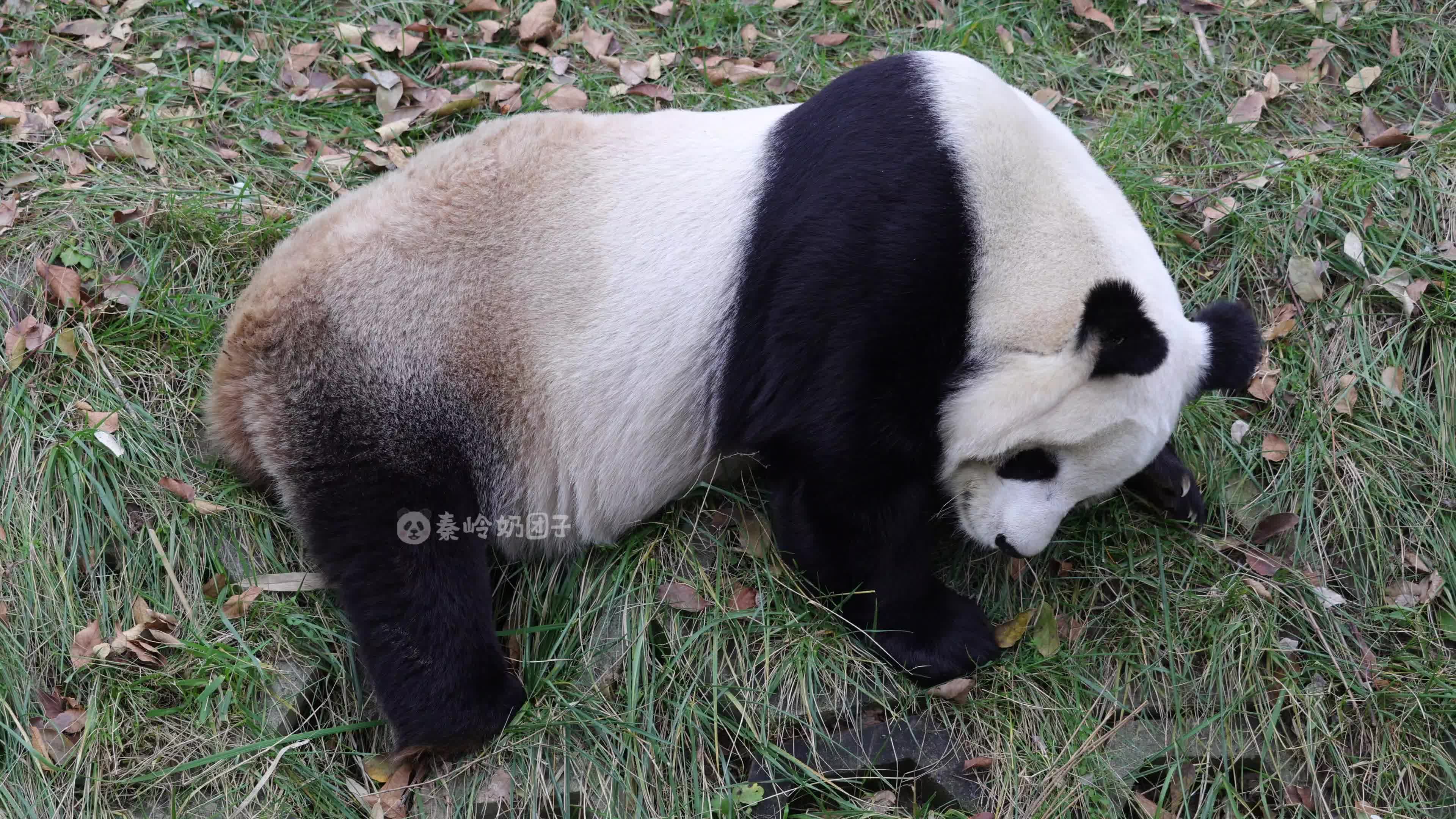 熊猫搜盘_小白盘搜