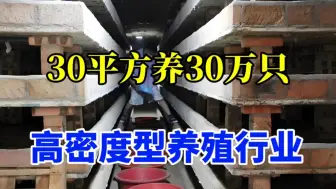 又一暴利养殖新路子，30平方养30万只，1斤60元，年入账50万