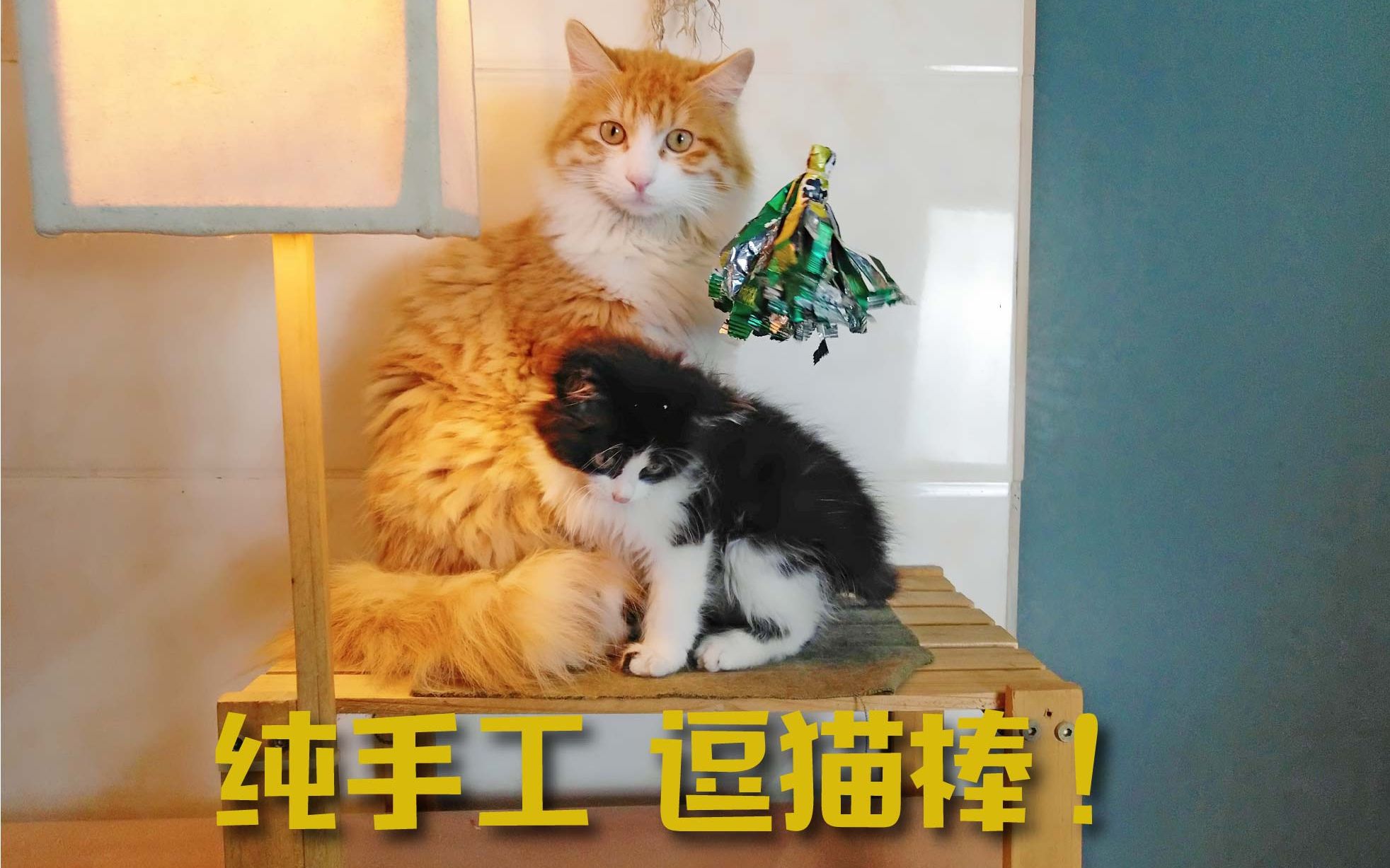 【小奶猫成长记10】做一个纯手工逗猫棒给猫咪玩 up主已被橘猫吃穷只能自己做啦!哔哩哔哩bilibili