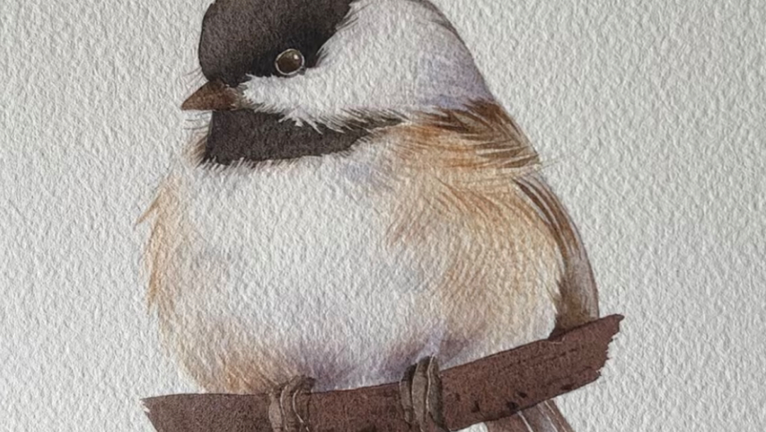 【遇见动物绘画】沼泽山雀水彩绘画过程