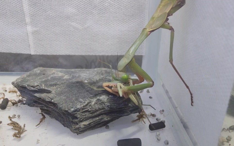 末龄巴布亚斧螳捕食次末华刀