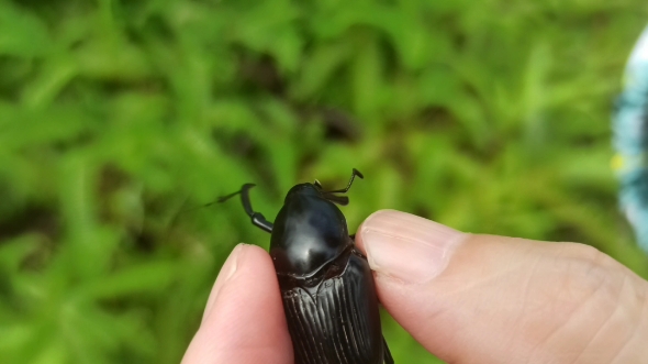 你们老家管这个叫什么?我们家乡叫它乌铁猫