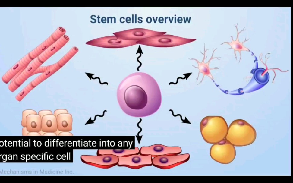 【每天学点细胞治疗14】细胞治疗的机制很好的从细胞分化原理开始了解哔哩哔哩bilibili