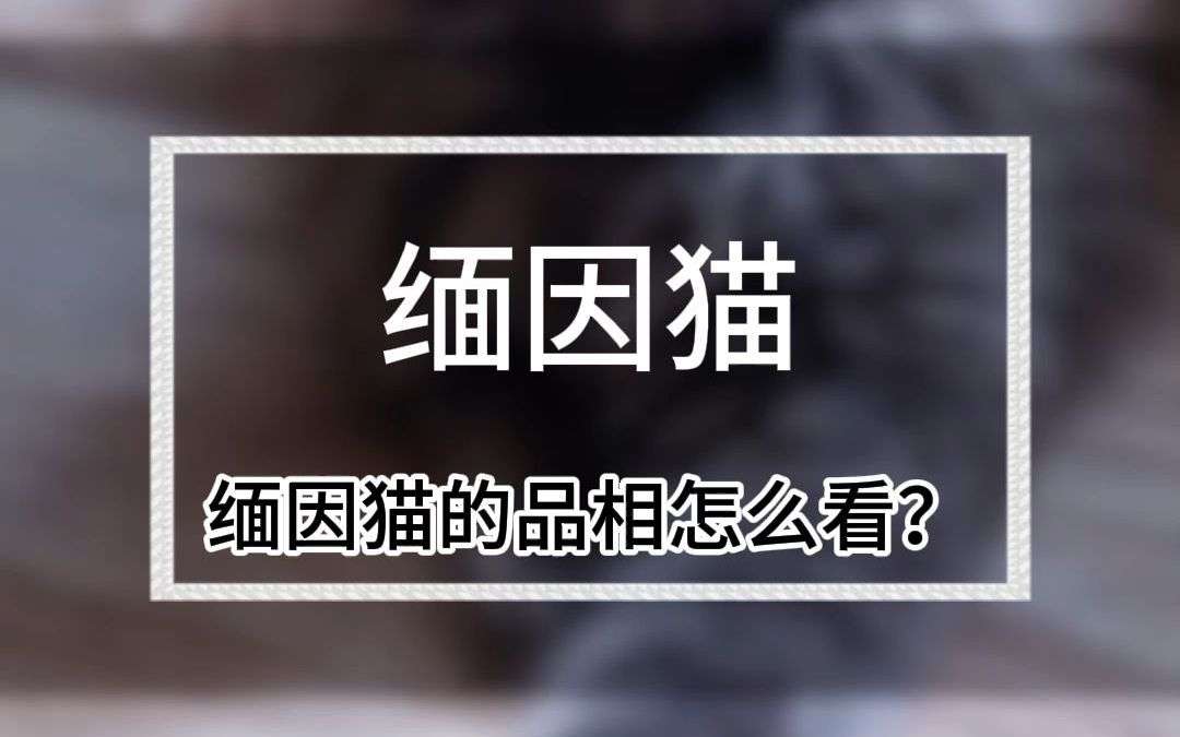 缅因猫的近期价格是多少?哔哩哔哩bilibili