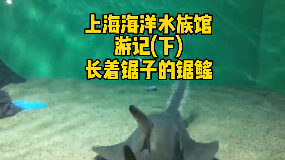 [图]上海海洋水族馆游记（下）锯鳐来了