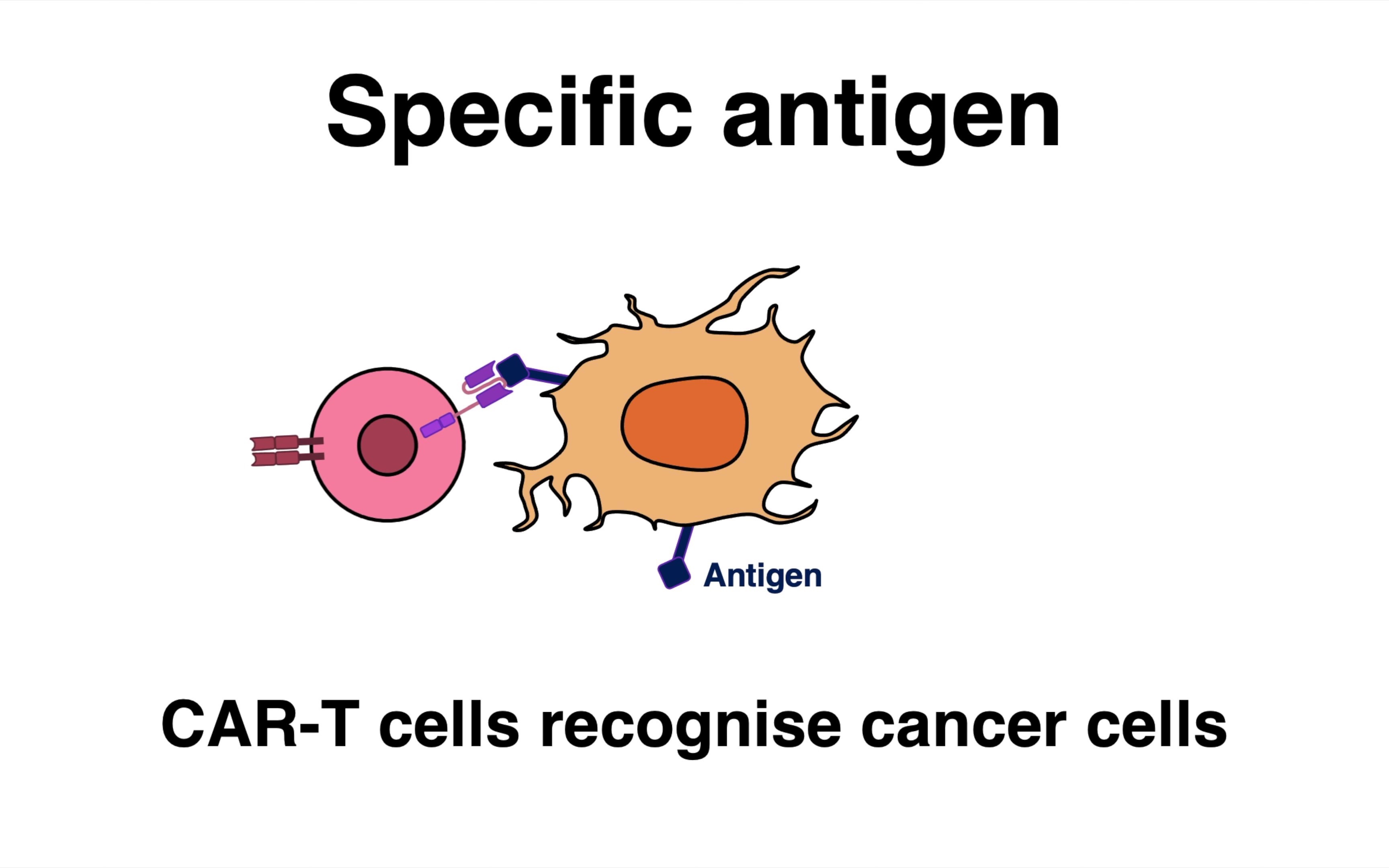knowledge嵌合抗原受体t细胞cartcelltherapyhowcartcellsare
