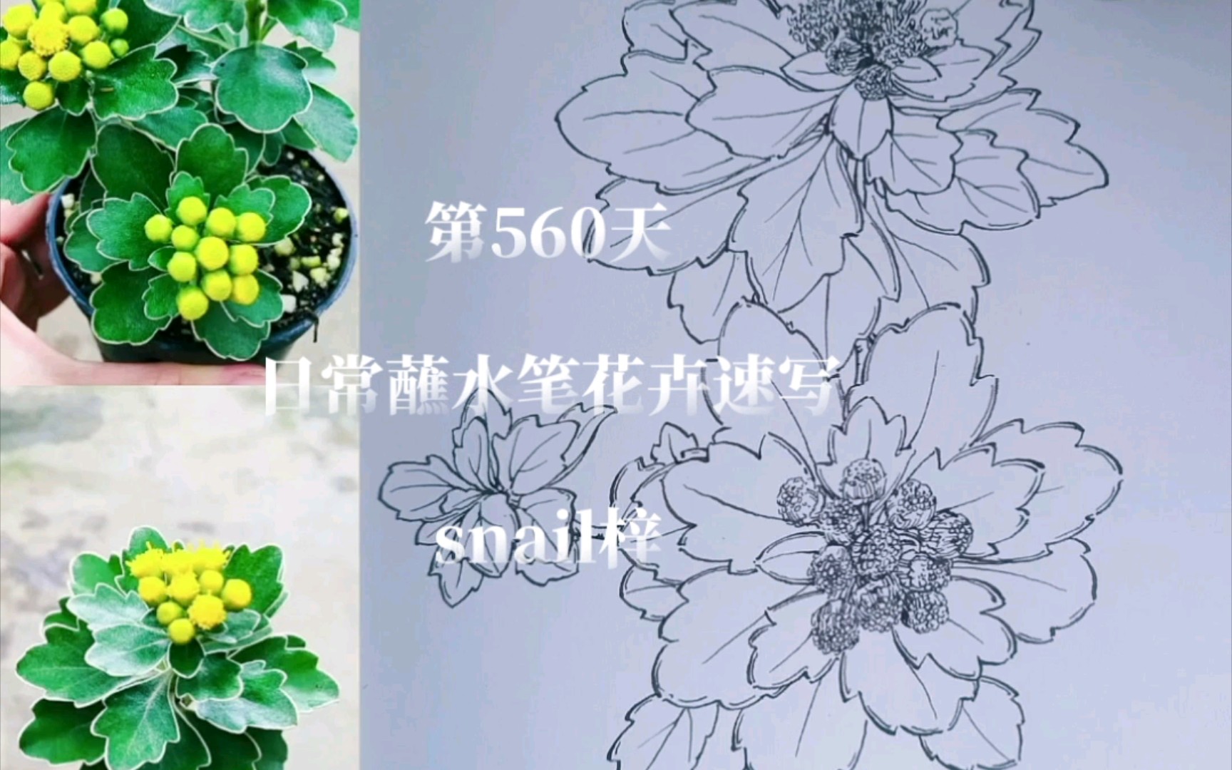 [图]日常蘸水笔花卉速写+黄寒菊