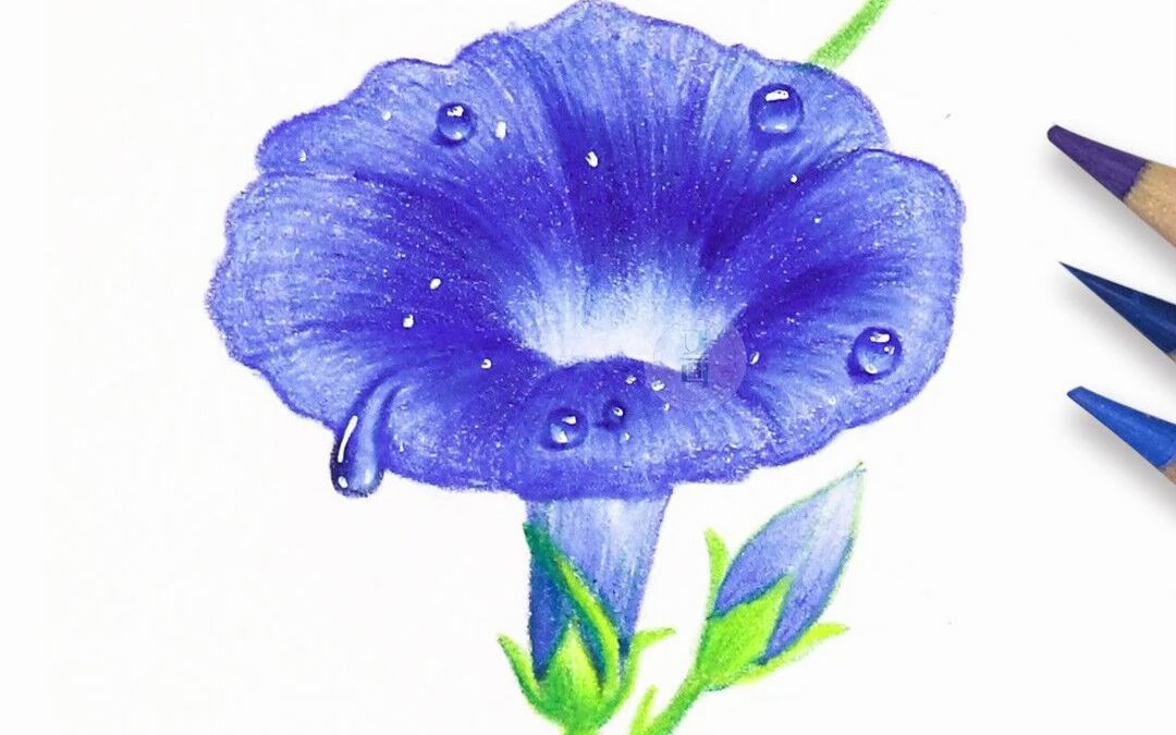 【彩铅手绘】来画一朵简简单单的牵牛花吧