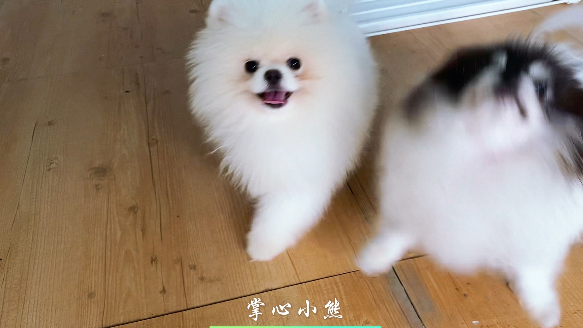 《掌心小熊》可爱博美犬欢乐时光