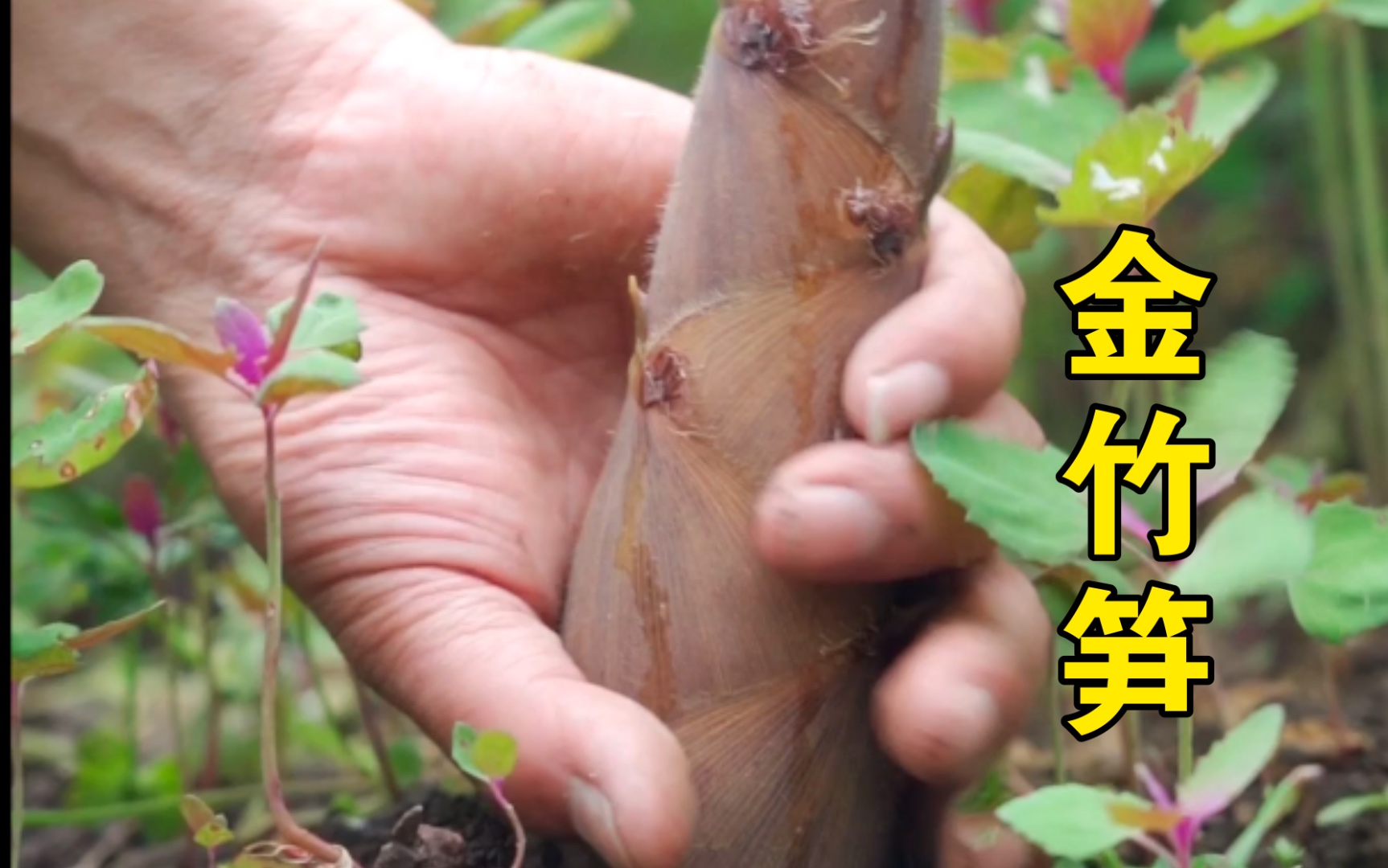 到山里掰金竹笋这清脆的声音是不是特别爽