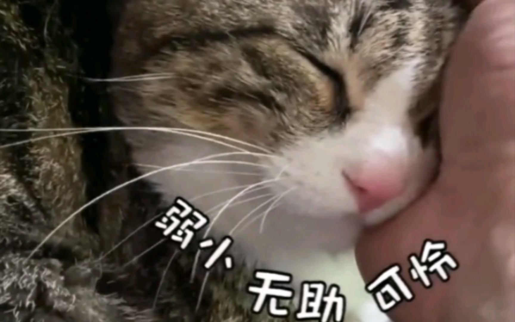 猫咪搞笑视频大合集哔哩哔哩bilibili