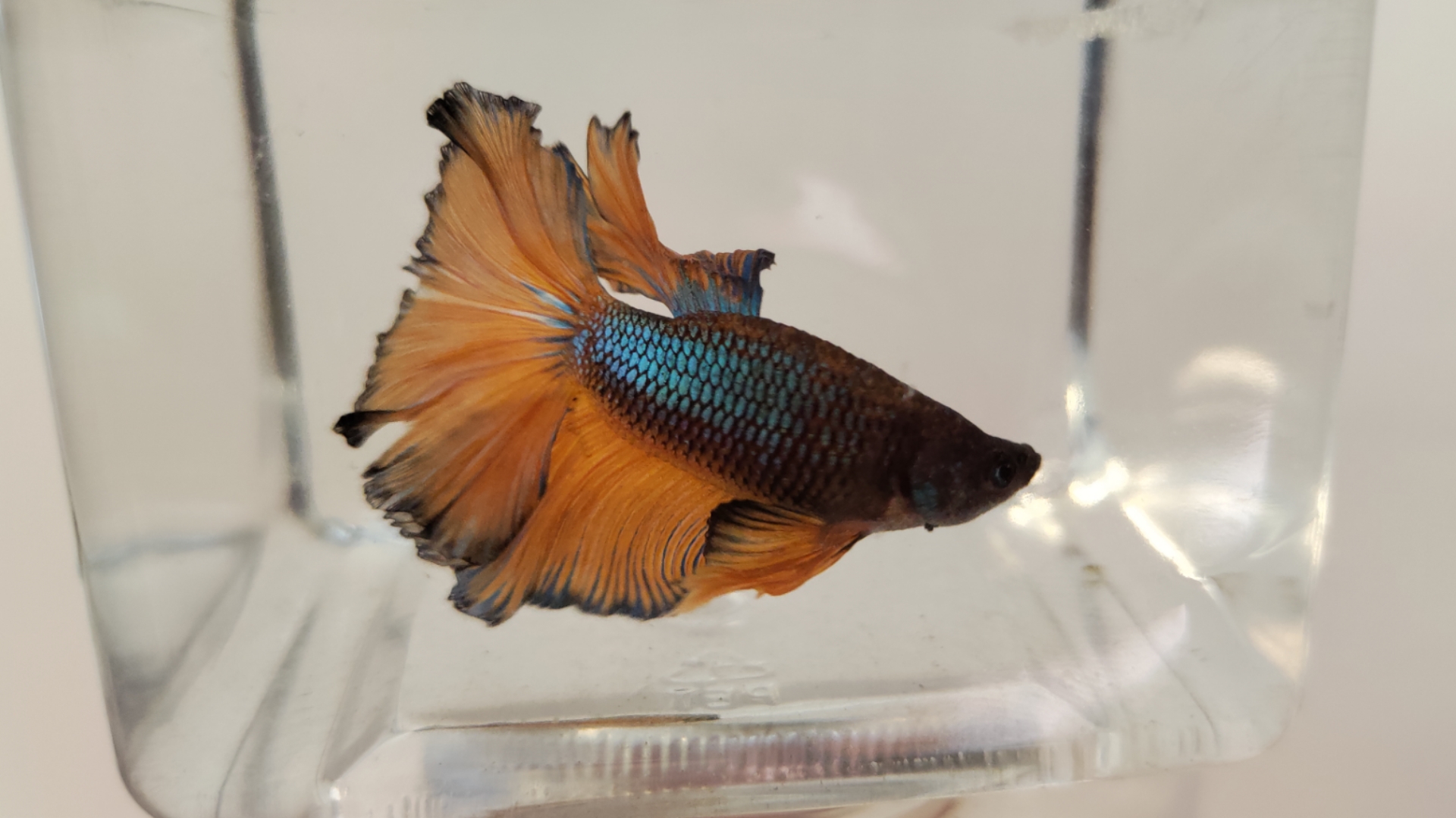 子非鱼,安知鱼之乐