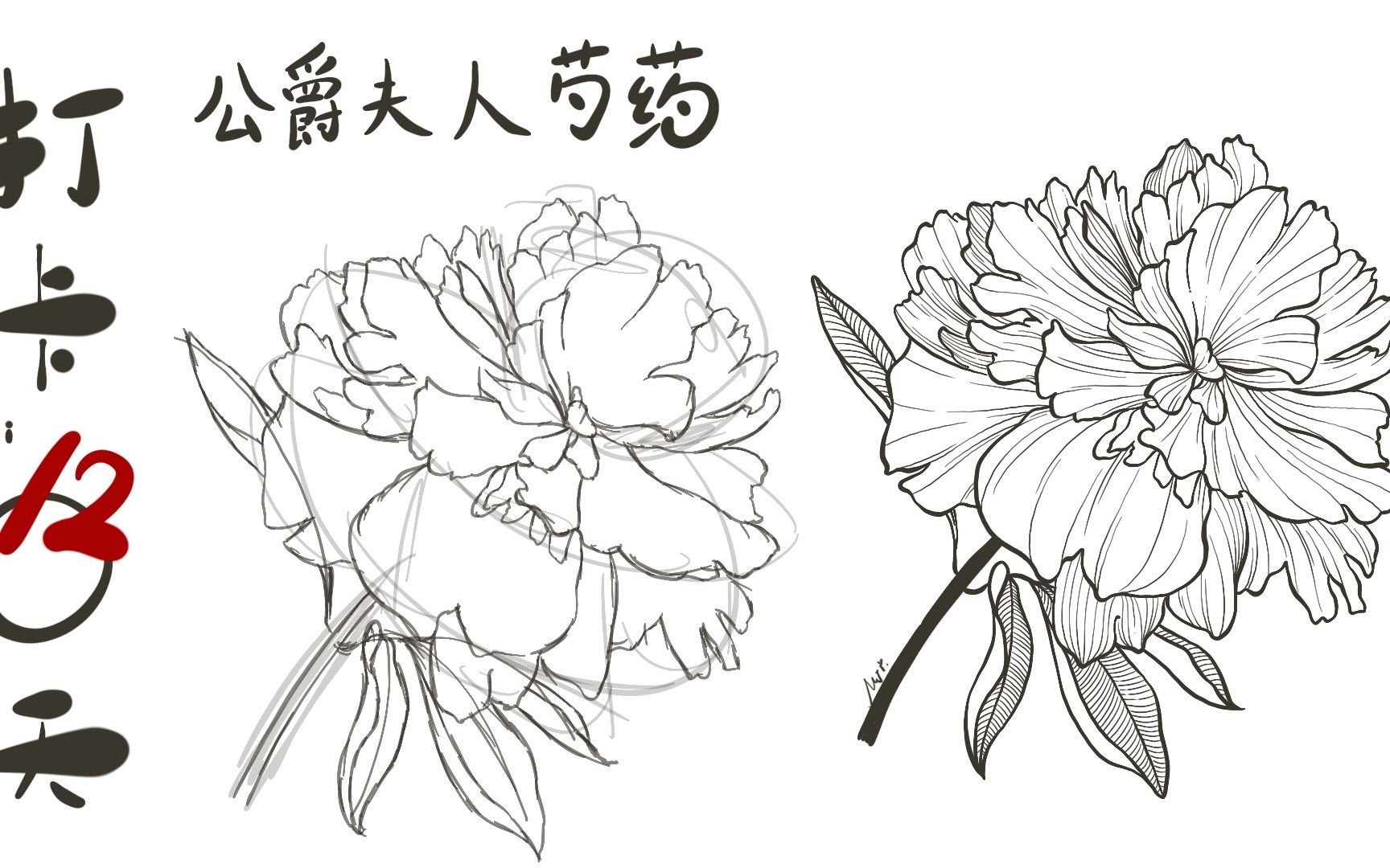 线描打卡第十二天,手把手教你画一朵雍容华贵的芍药花,公爵夫人哔哩哔哩bilibili