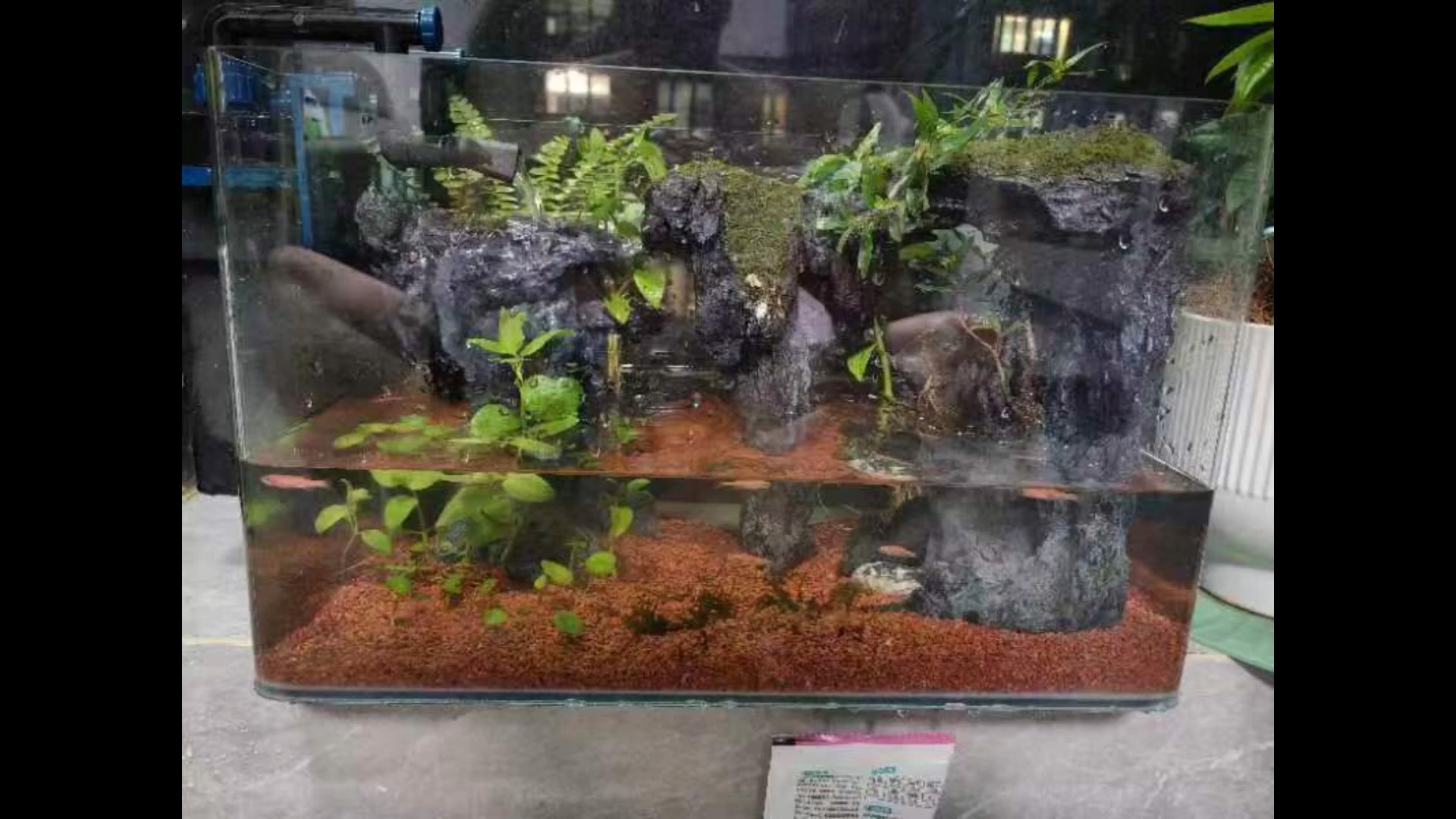 小鱼鱼鱼缸生活写实