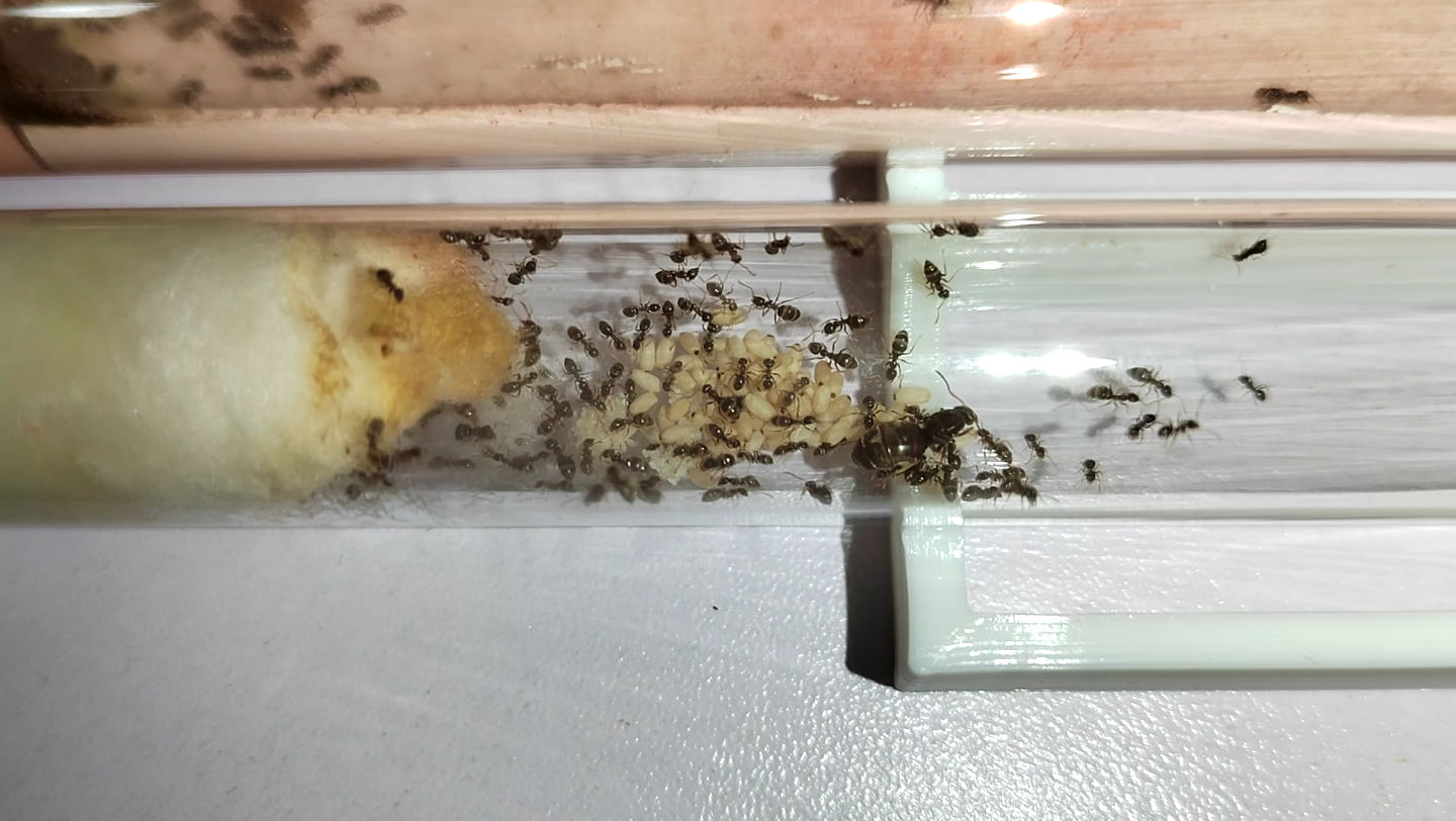 【新后玉米毛蚁至今178天】