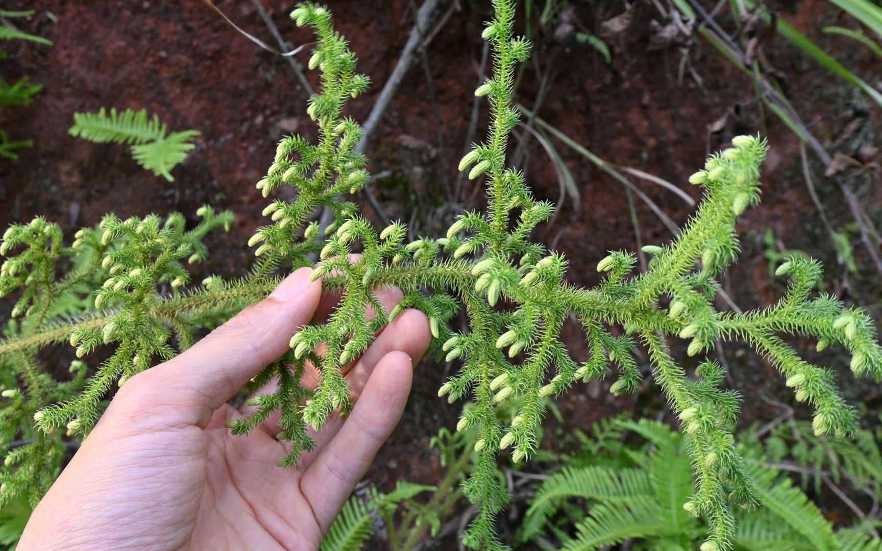 夏季炎热湿气重,关节不适?了解下伸筋草植物,一起长长见识