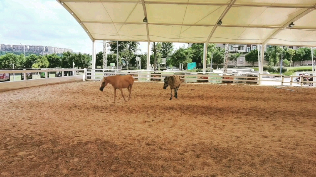 [图]现实版拍马屁，手感很好！