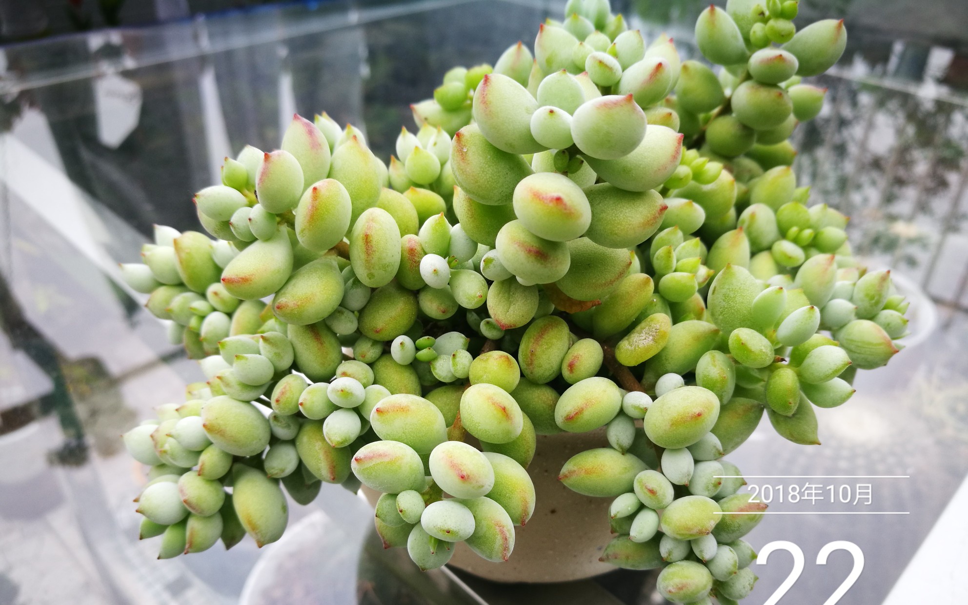 大猫多肉:达摩福娘打顶效果