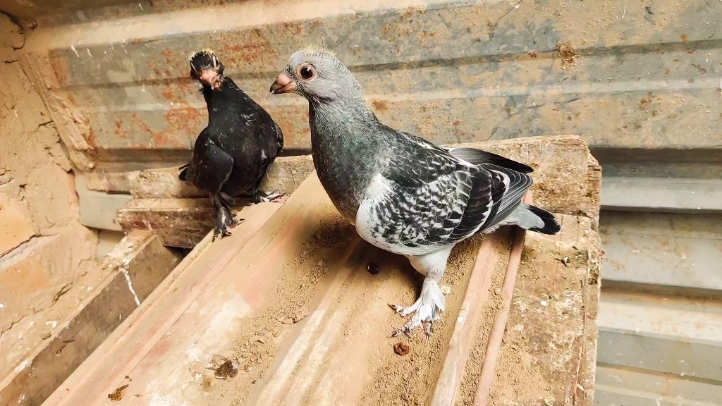 鸽子还是纯种的好,杂交出来的总是会让你意想不到!
