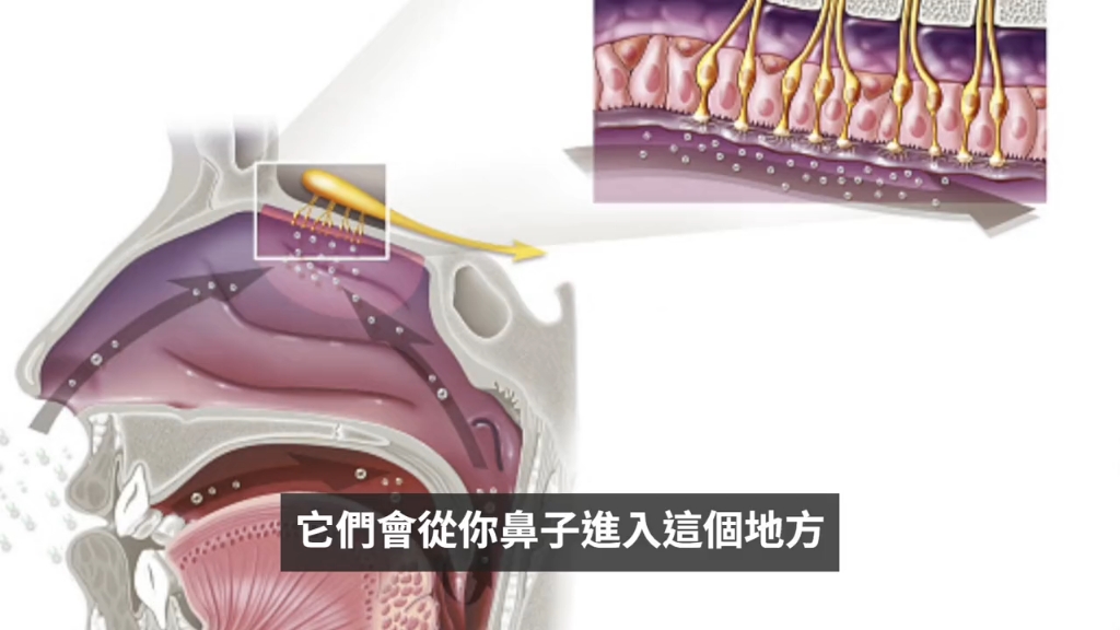 [图]嗅觉丧失是新冠的症状和长期影响之一，而如今，通过一种特殊的训练后，部分患者的嗅觉得到了一定程度的恢复。