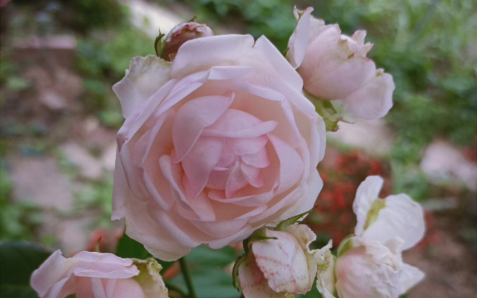 【广东月季粉妆楼】夏日一天后——美女你谁?