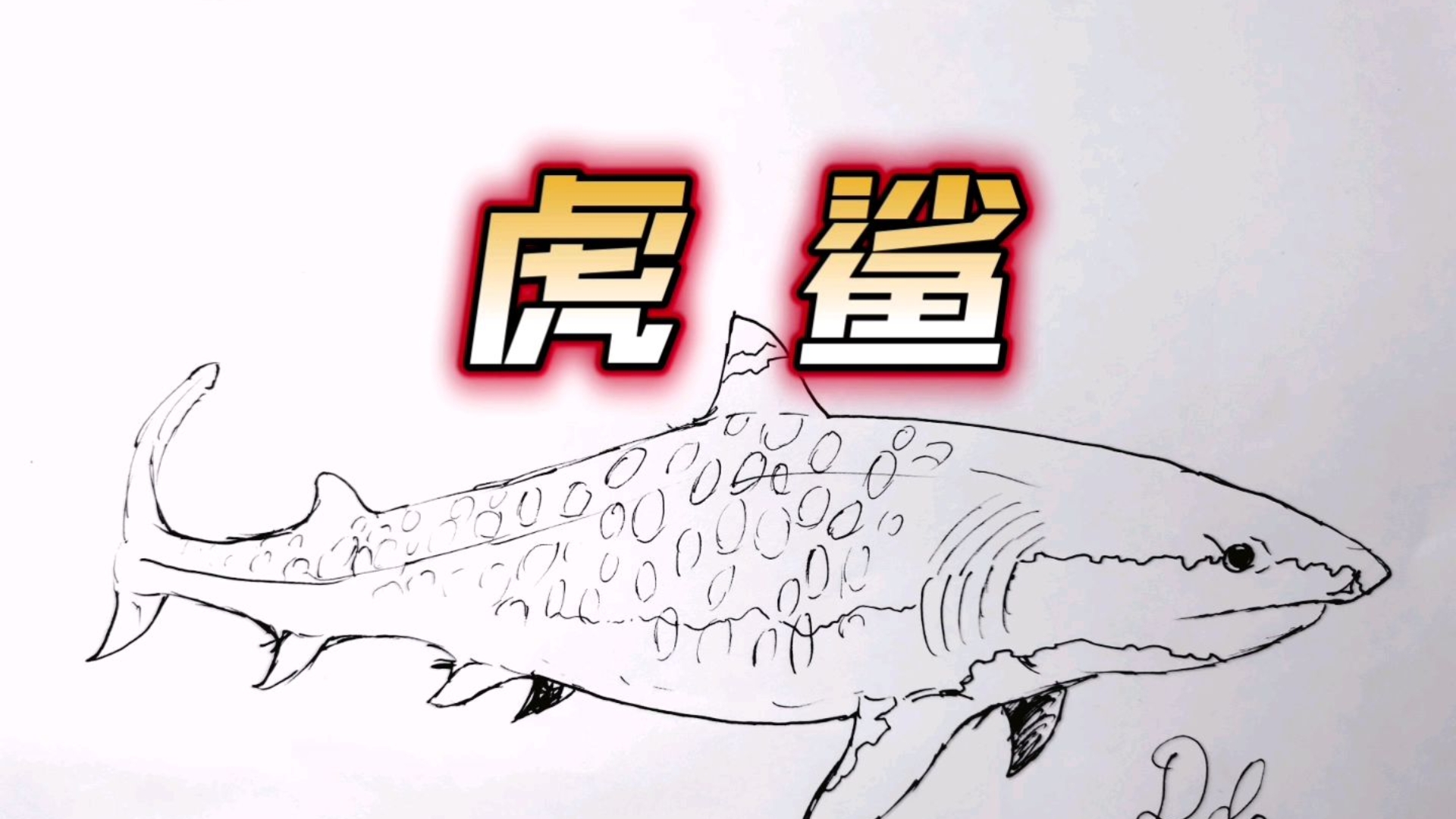 海洋生物简笔画之虎鲨