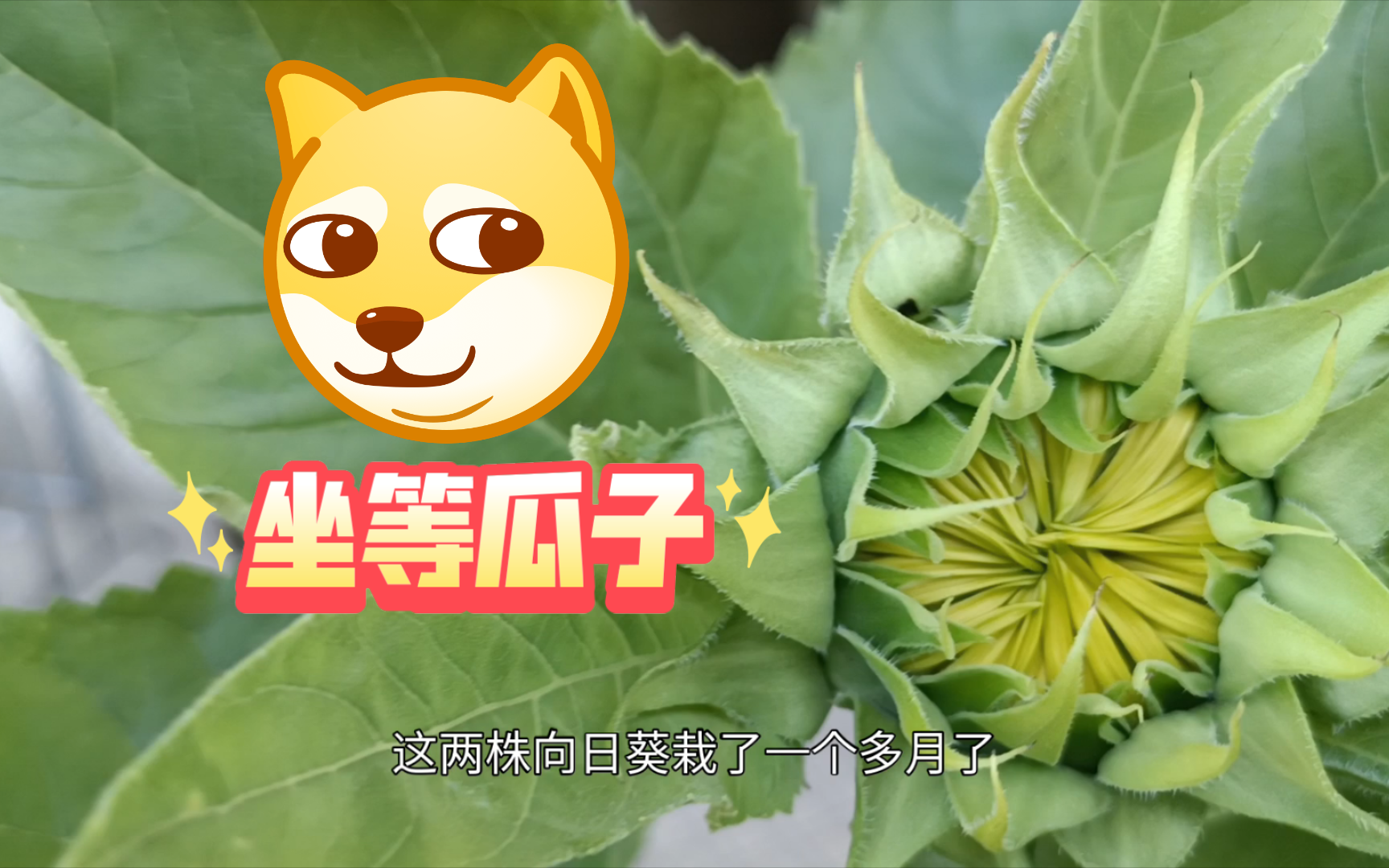 [图]瓜子开花了