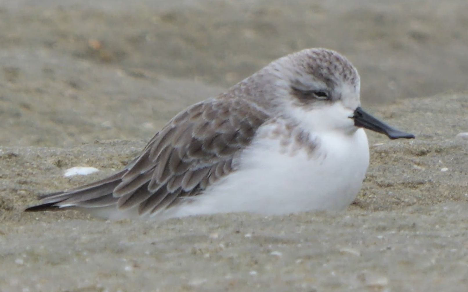 【行为图鉴】勺嘴鹬 蹲坑