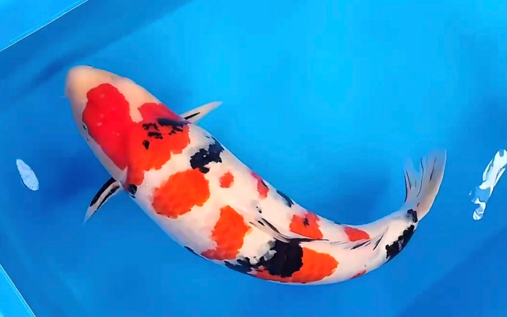 松江大正三色锦鲤,身长六十七公分观赏鱼.