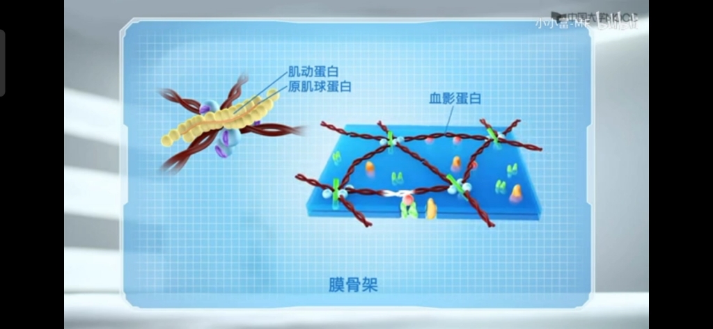 四川大学—细胞生物学—红细胞的膜骨架哔哩哔哩bilibili